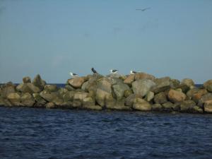 Eine Gruppe Vögel sitzt auf einem Steinhaufen im Wasser in der Unterkunft Ostseemuschel in Damp