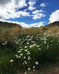un campo de flores blancas en un campo de hierba en Bindi - Alpine Getaways's Chalet at Tower Rd en Dinner Plain