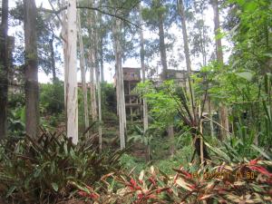 a tree house in the middle of the forest at Tree House Holiday Home in Bandarawela