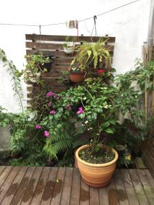 un montón de plantas en macetas en un patio en Ap aconchegante Floripa, en Florianópolis