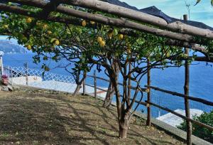 a lemon tree on a hill next to the ocean at Chez Amélie in Amalfi
