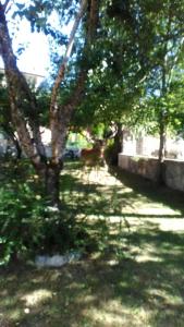 a shady yard with trees and a dog in the shade at Appartamenti De Sanctis in Villetta Barrea