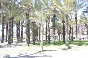 トレモリノスにあるTrianaの公園内のヤシ並木