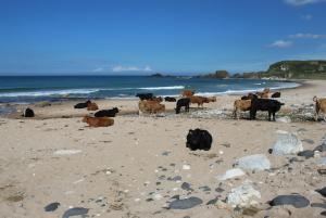 un troupeau de vaches debout sur une plage dans l'établissement Glen Haven Bed and Breakfast, à Ballycastle