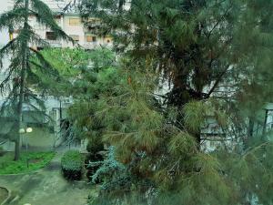 a pine tree in front of a building at Holiday B&B 1984 in Bari