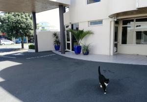 Pet or pets staying with guests at Pacific Motor Inn