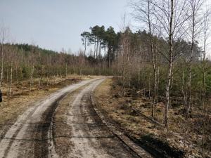 a dirt road in the middle of a forest at Dom w Wieleniu in Wieleń Północny