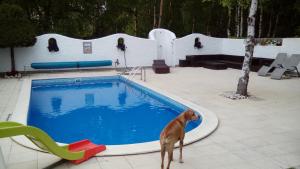 a dog standing next to a swimming pool at Willa SASINO in Sasino