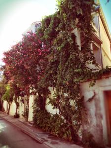 un arbusto de flores rosas al lado de un edificio en Guest House Neho, en Cres