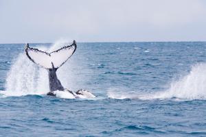 a whale with its tail in the water at Tivoli Ecoresort Praia do Forte in Praia do Forte