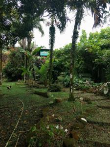 a garden with palm trees and a building in the background at Beverly's Hill Guest House in Bocas del Toro