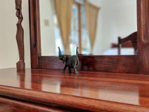 a small black kitten standing in front of a mirror at Barhanna Vista Lodge in Port Antonio
