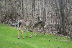 two deer standing in the grass in a field at Attractive East Hill Apartment in Ithaca