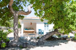 a bedroom in a house with a tree at Refugios Parajuru - Casa Manga in Parajuru