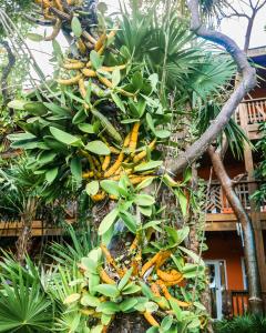 Zahrada ubytování Hotel Posada Las Orquídeas,West End