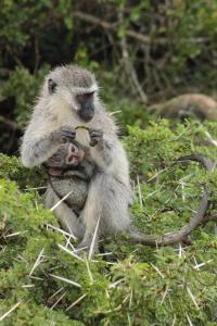 Animaux dans le lodge ou à proximité