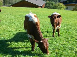 ヴァルト・イム・ピンツガウにあるOberschlassbergbauerの草原放牧牛2頭