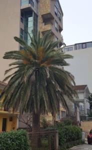 a palm tree in front of a tall building at Apartman Centar Lux in Budva