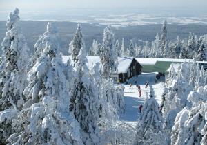 ビショフスグリュンにあるLandgasthof/Landhaus Waldlustの雪に覆われた木々の群れ