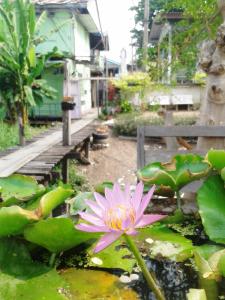 a pink water lily in a pond with leaves at Ray Nu Guest House in Phra Nakhon Si Ayutthaya