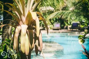 a plant is growing next to a swimming pool at Paua Hotel Boutique in Pipa