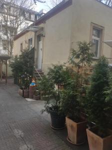ドレスデンにあるMax's Hinterhausの鉢植えの木々の集団