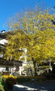 un árbol con hojas amarillas delante de un edificio en Huberhof, en Bresanona