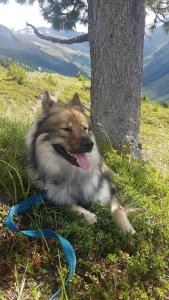 Majutusasutuse Apart Zillertal külastajatega peatuv lemmikloom või lemmikloomad