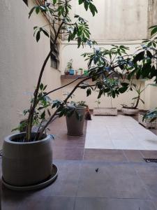 a group of potted plants in a room at Porteño 7 Hospital Italiano in Buenos Aires