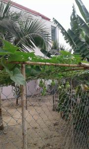 a fence with a bunch of fruit on it at Misa Guesthouse in Dien Khanh