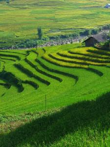 a large grassy field with long shadows on it at Hmong Sister House and Trekking in Sa Pa