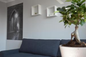 a plant sitting on a blue couch in a living room at Apartamenty Słowackiego 1 & Ogrodowa 2 in Sandomierz