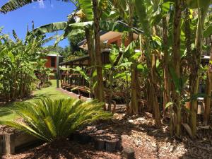 a garden in front of a house with palm trees at Kin Kin Cottage Retreat in Kin Kin