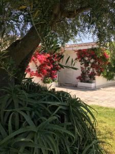 A garden outside Villa sul mare Rosa Marina