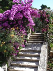 eine Treppe mit lila und lila Blumen in der Unterkunft Ancila in Brna