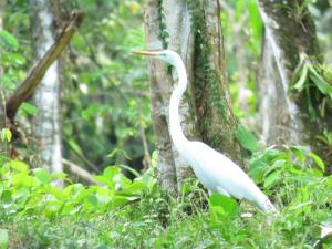 a white bird standing next to a tree at Vocaré Finca Agroecológica in Upala