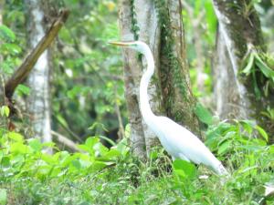 a white bird standing next to a tree at Vocaré Agroecoturismo in Upala