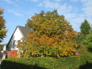 a large tree in front of a house at EIFEL Gästewohnung in Blankenheim