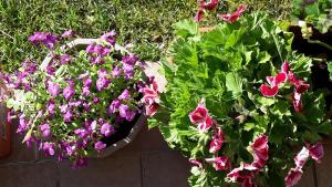 two pots filled with flowers in the grass at Residenza Orchidee in Lazise