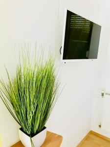 une plante posée sur une table à côté d'une télévision dans l'établissement Apartments Ruza, à Kaštela