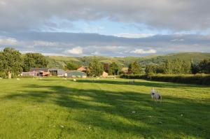 a sheep standing in a field of green grass at Mid Wales Arts B&B in Caersws