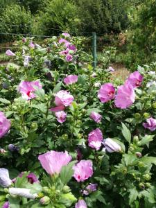 un ramo de flores rosas en un jardín en Les Tilleuls en Ballan-Miré