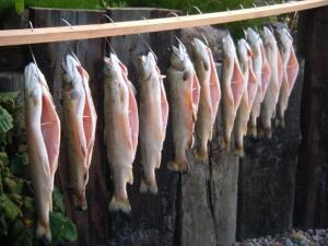 a bunch of fish lined up on a wall at Morska Bryza -Pokoje gościnne na trasie R10 in Darłowo
