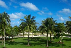 a group of palm trees in a grass field at The Fritz Hotel in Miami Beach