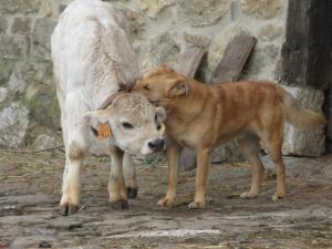 a calf is standing next to a cow at La Posada de Cucayo in Dobres