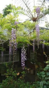 Une bande de fleurs violettes suspendues à un arbre dans l'établissement An Yun Mountain Homestay, à Meishan