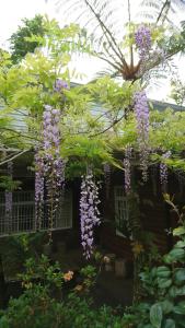 Zahrada ubytování An Yun Mountain Homestay