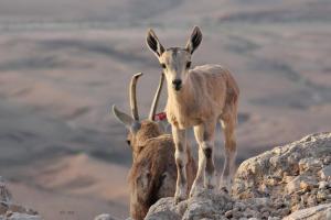 two antelopes standing on top of a mountain at Yvonne's Hikers Base Sde Boker in Midreshet Ben Gurion