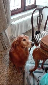 a brown dog standing next to a table and a chair at AL 32 B&B in Massa Marittima