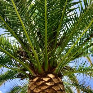 a palm tree with green leaves on top of it at A Villa by the Sea Bed & Breakfast in Vila Franca do Campo